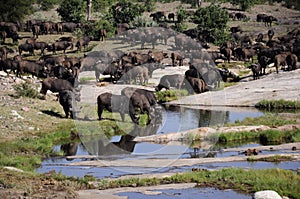 Buffalo herd