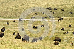 Buffalo Herd 6