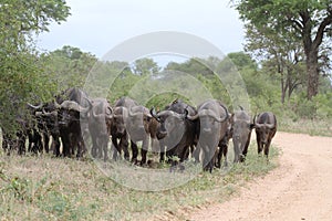 Buffalo Herd