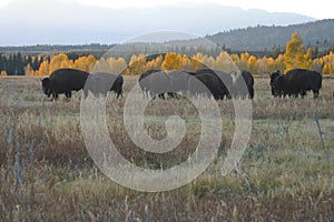 Buffalo Herd with Autumn Trees