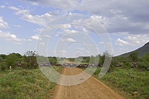 Buffalo herd blocked the road in Tanzania, this is their place, we are tourists, we will wait, natural life