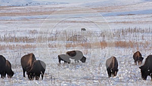 Buffalo herd in the frost, winter forage across cold, Pine Ridge Reservation