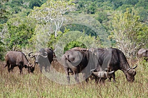 Buffalo herd with a gadfly on his back in the Shimba Hills