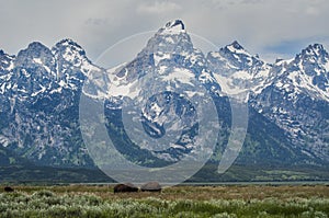 Buffalo herd in Grand Teton National Park