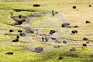 Buffalo Herd in Hayden Valley