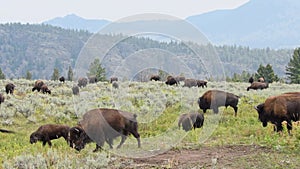 Buffalo Herd in Lamar Valley