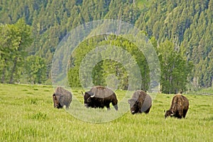 Buffalo herd on the move in Yellowstone.