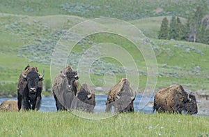 Buffalo herd on the move in Yellowstone.