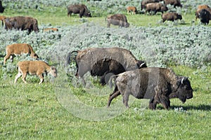 Buffalo herd on the move in Yellowstone.