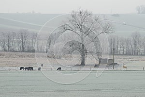 buffalo herd in nature reserve ThÃ¼rer Wiesen