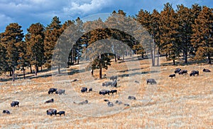 Buffalo Herd Overlook; I-70, CO