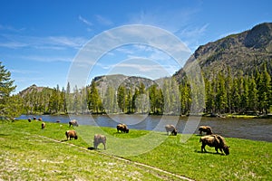 Buffalo Herd Ranges in Yellowstone