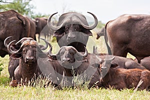 Buffalo herd resting on grass