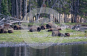 Buffalo herd by a river in Wyoming