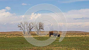 Buffalo herd at Rocky Mountain Arsenal National Wildlife Refuge