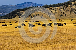 Buffalo Herd Sunset Jackson Hole