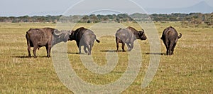 Buffalo Herd in Tanzania