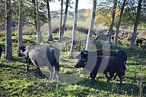 buffalo herd with two calves walking in parallel