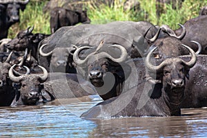 Buffalo Herd Water Wildlife