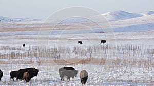 Buffalo herd in winter on the Pine Ridge Indian Reservation, Native American South Dakota
