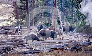 Buffalo herd in Yellowstone