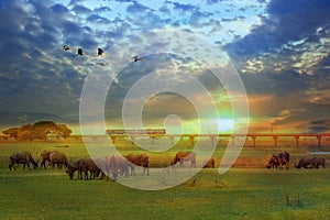 Buffalo herds in countryside at Pasak Chonlasit Dam and Khok Salung Railway Bridge in Lopburi Province Thailand