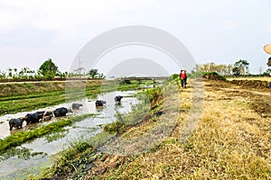 buffalo and herdsman