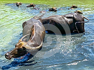 Buffalo hide in the water