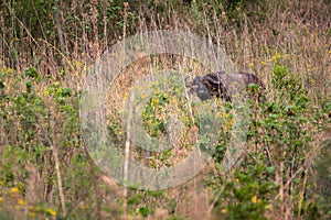 A buffalo hiding in the grass during a safari in the Hluhluwe - imfolozi National Park in South africa