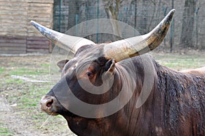 Buffalo horns