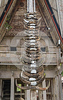 Buffalo horns at Tongkonan traditional houses in Tana Toraja