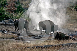Buffalo and hot spots in Yellowstone