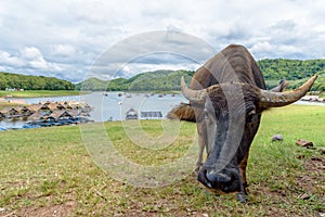 Buffalo at Huai Krathing Reservoir