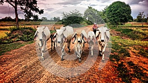 Buffalo in Isaan, Thailand