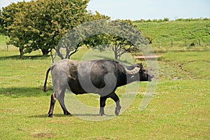 Buffalo in the Kent Countryside