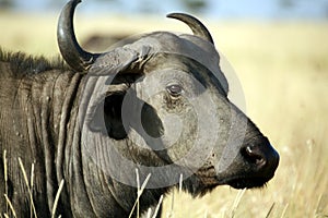 Buffalo (Kenya)