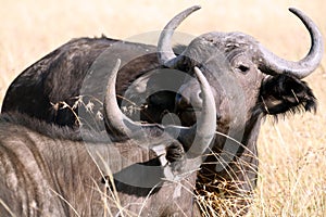 Buffalo (Kenya)