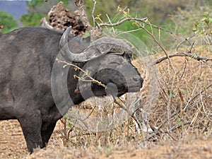 Buffalo in Kruger national park