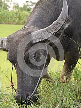 Buffalo Kwai Thai ,Mammal animal, Thai buffalo in grass field,Adult in farm garden near the road side.