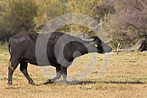Buffalo at lake Kerkini in Greece