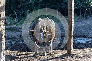 Buffalo : a large animal of the cattle family, with long, curved