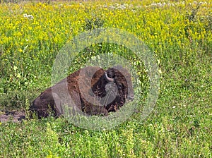 Buffalo Laying Down In Its Wallow