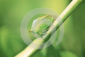 Buffalo Leafhopper