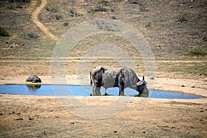 A buffalo and a Leopard Tortoise in Addo Elephant National Park, South Africa