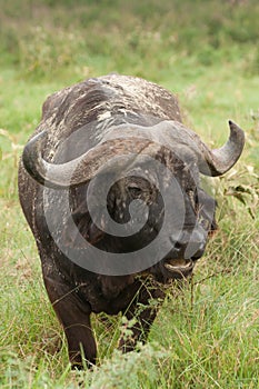 Buffalo in long green grass