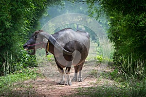 Buffalo with long horn