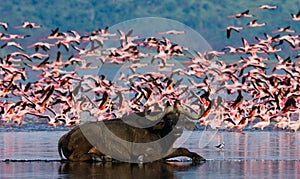 Buffalo lying in the water on the background of big flocks of flamingos. Kenya. Africa. Nakuru National Park. Lake Bogoria