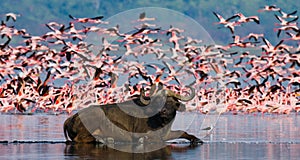 Buffalo lying in the water on the background of big flocks of flamingos. Kenya. Africa. Nakuru National Park. Lake Bogoria