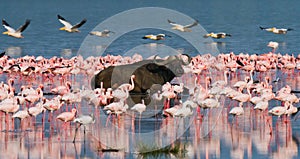 Buffalo lying in the water on the background of big flocks of flamingos. Kenya. Africa. Nakuru National Park. Lake Bogoria