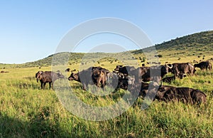 Buffalo in Maasai Mara, Kenya